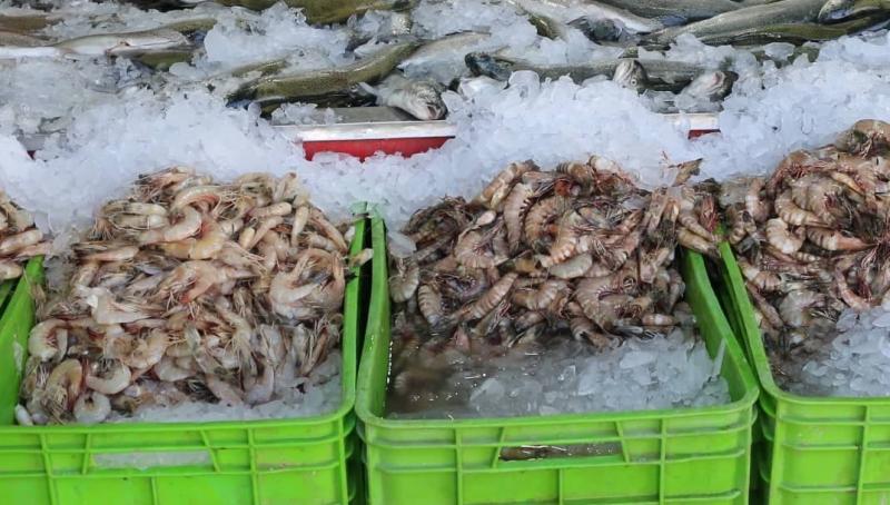 <span>۳۱۳ تن ماهی منجمد از کردستان به روسیه صادر شد</span>
