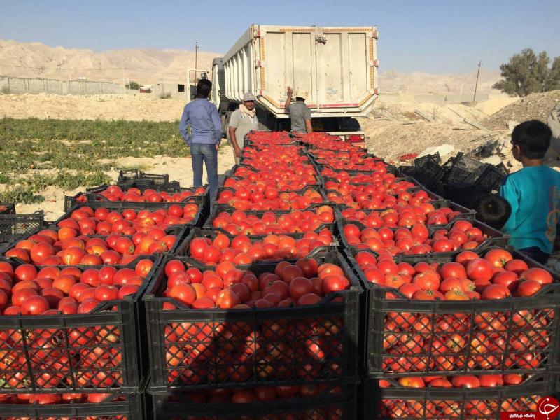 <span>۱۲۲ هزار تن محصولات کشاورزی امسال از طریق مرز مهران به عراق صادر شد</span>
