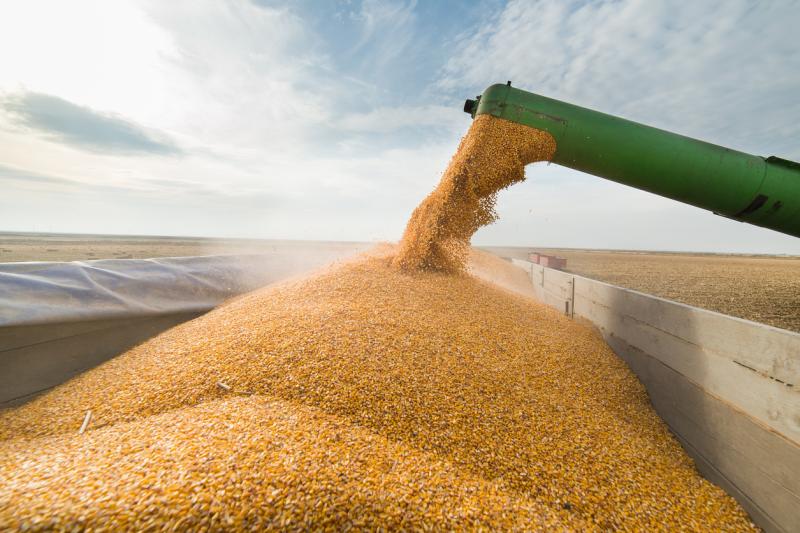 <span>قیمت گندم در بنادر دانوب اوکراین بشدت کاهش یافت</span>
