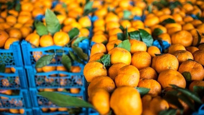 <span>تا کنون بیش از ۳ هزار تن نارنگی از استان مازندران به روسیه صادر شده است</span>

